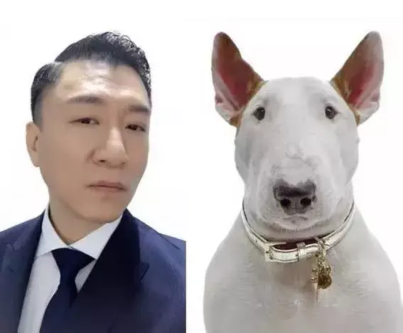 萌犬百科当孙红雷遇上牛头梗