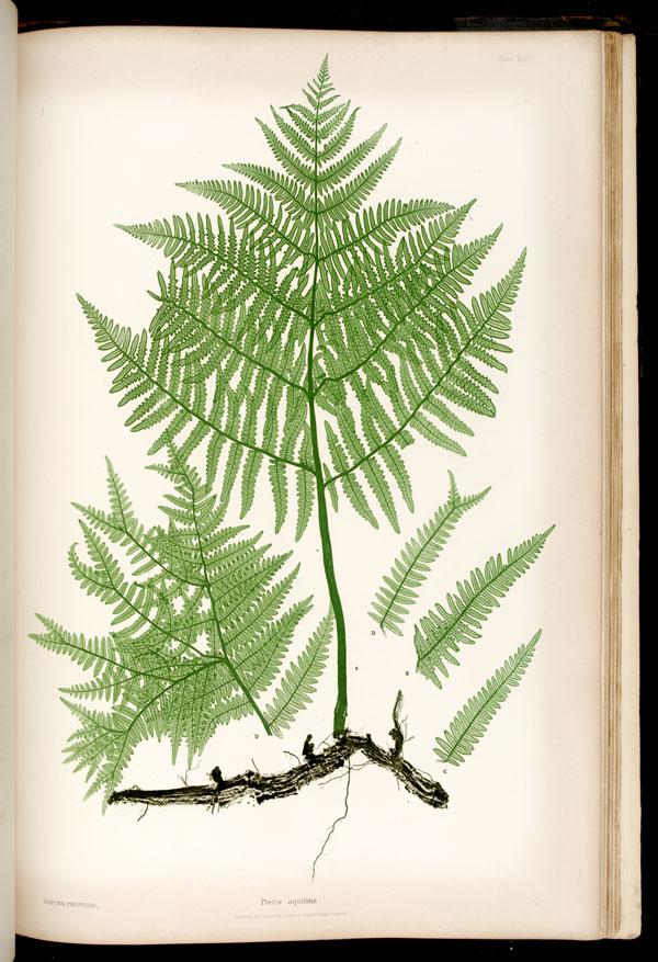 科学绘画来自泥盆纪时期的蕨类植物
