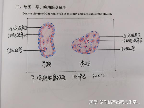 组胚实验红蓝铅笔绘图 合辑