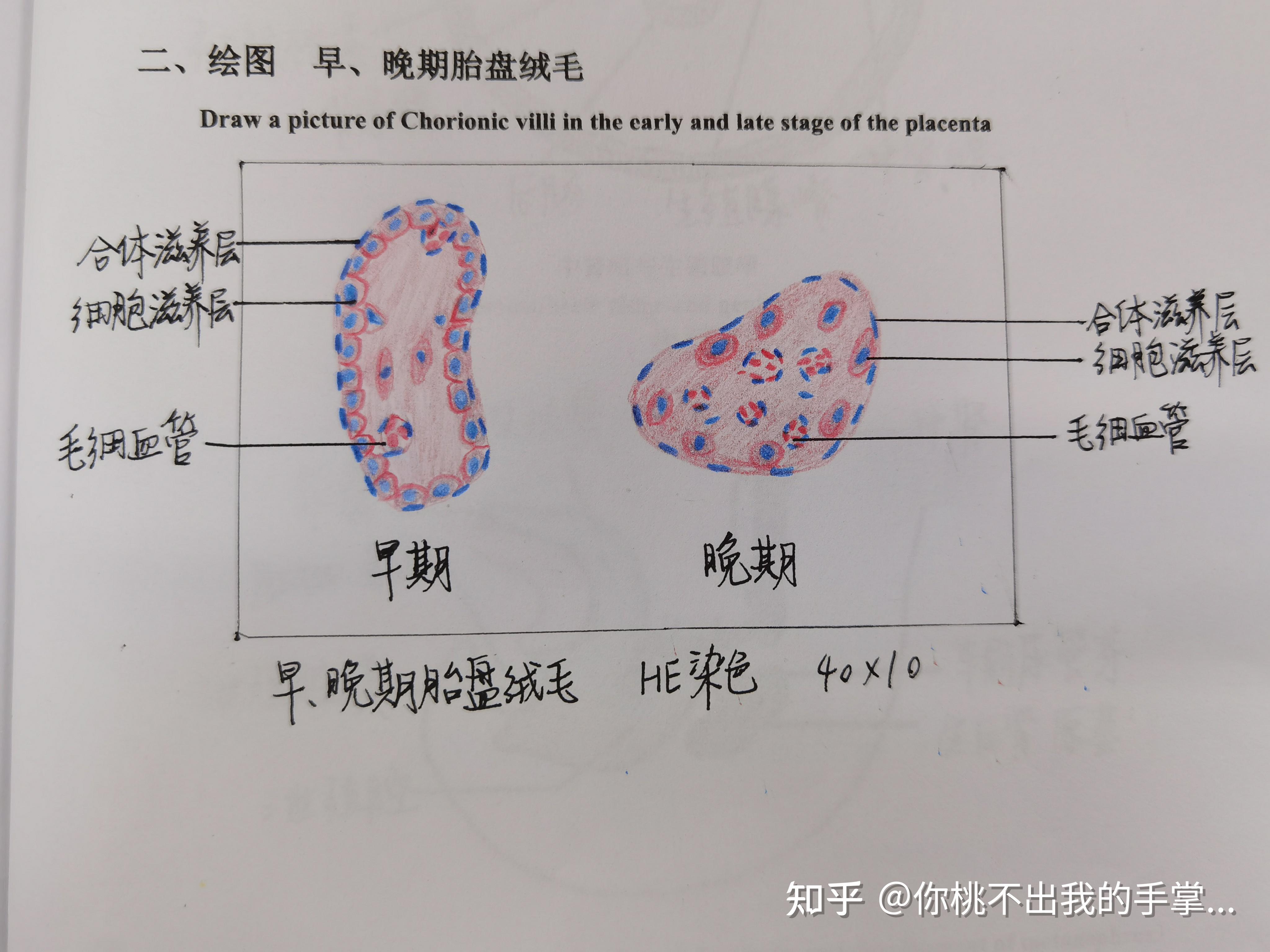 组胚实验红蓝铅笔绘图合辑