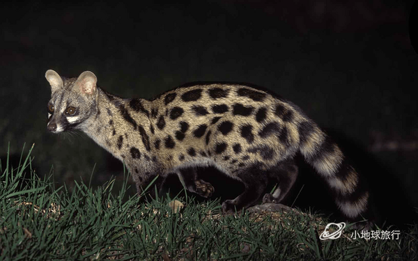 大斑獛(genetta tigrina)又叫非洲獛,是灵猫科食肉目哺乳动物,同其他