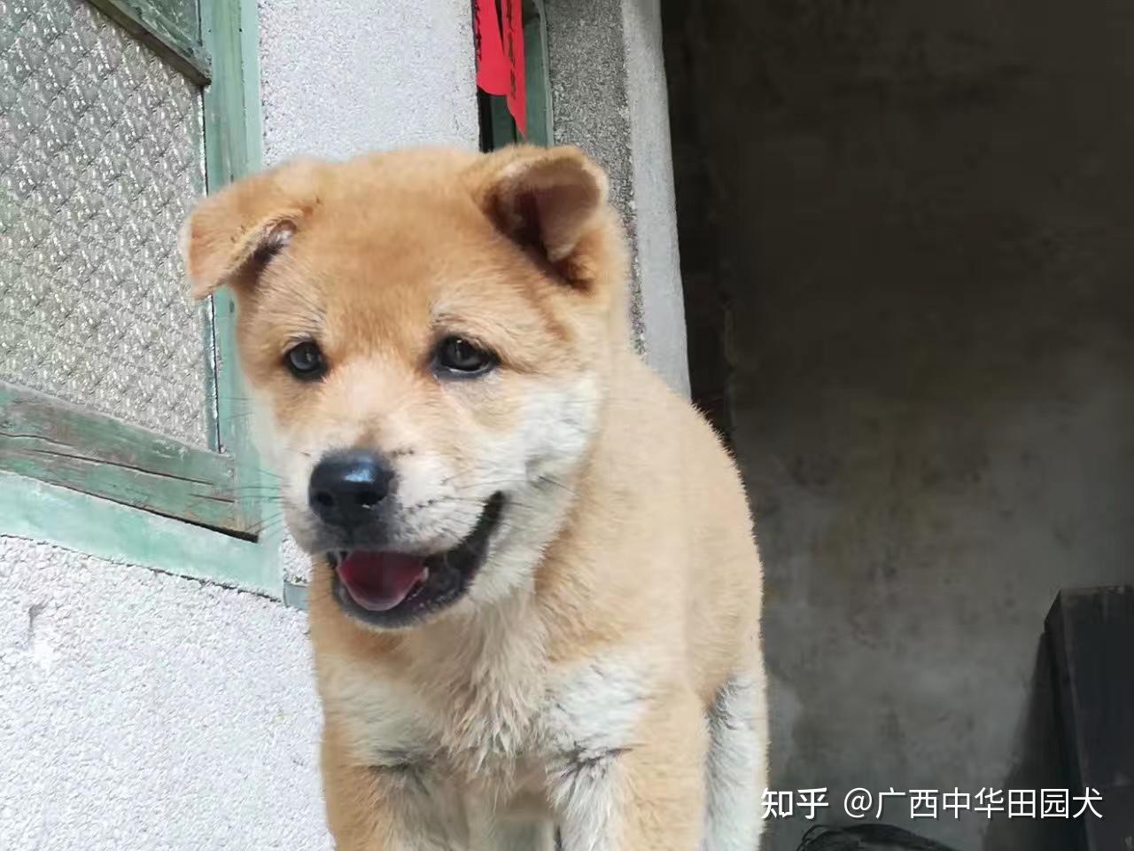 广西中华田园犬 是现有最古老的原生犬种族群 家犬祖先 起源于广西