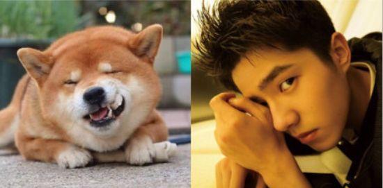 柴犬最标志的特点就是阳光灿烂的笑容,恰巧刘昊然也是这样的,笑起来能