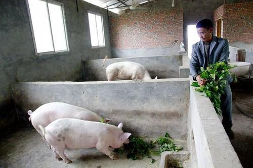 养猪达人给您分享猪饲料自制配方,让猪快速增肥增重提前出栏上市