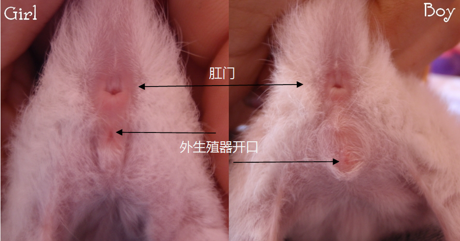 Две сисястые кошечки по очереди накручиваются на торчащий писюн заводного самца