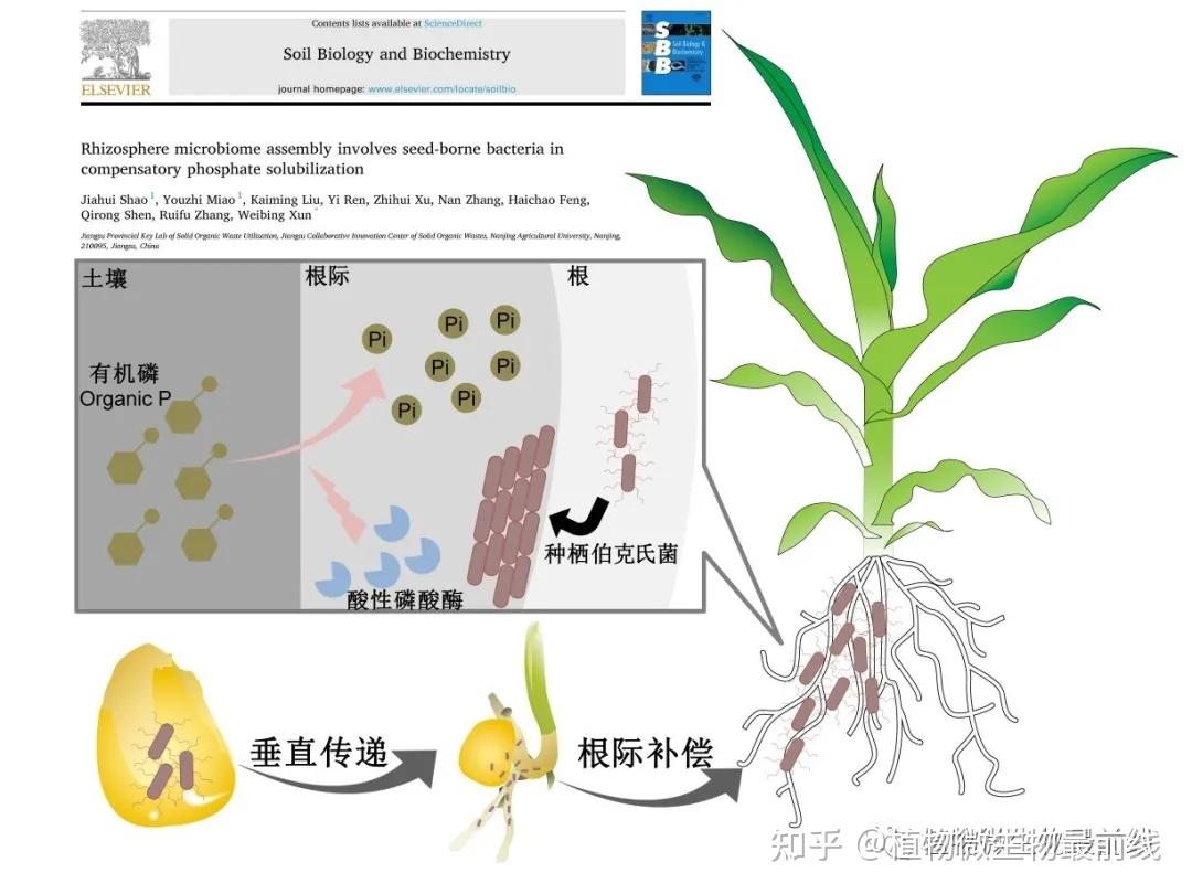 南京农大土壤微生物与有机肥团队揭示了玉米种栖微生物垂直传递参与根