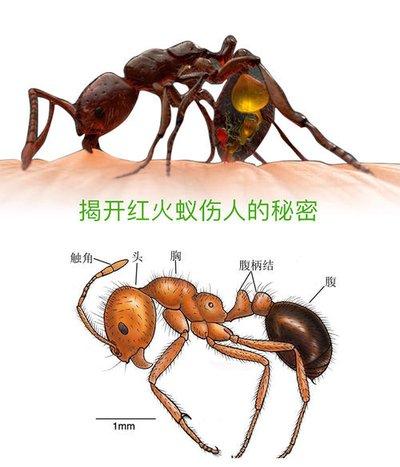 【科普】最危险入侵物种之一红火蚁到底是怎么样的物种?