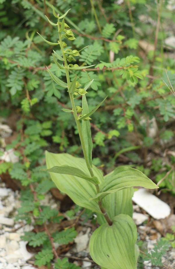 自然:足迹//横断山区植物小记七:兰科,蓼科