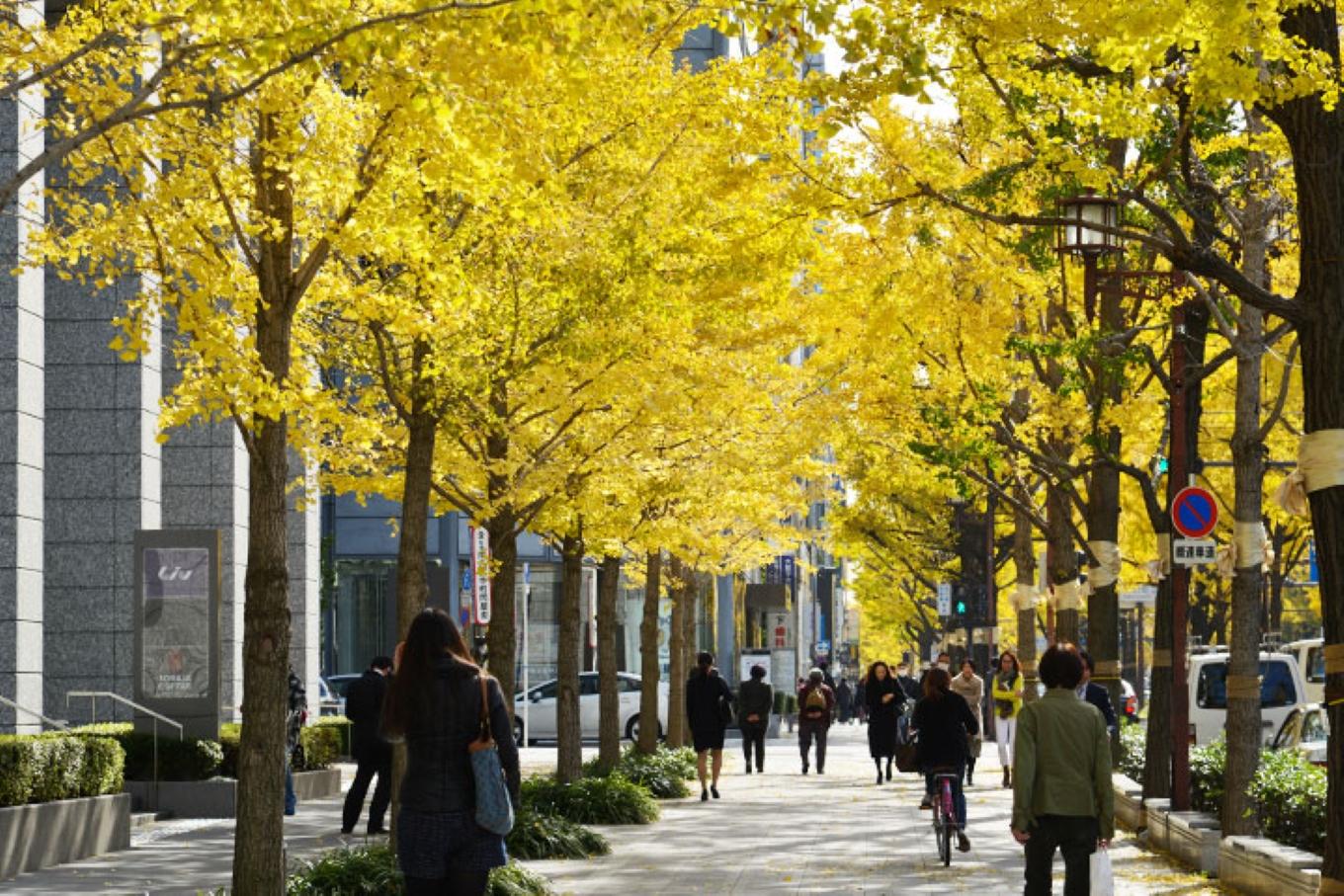 来自大阪市内99御堂筋的秋日信笺银杏行道树形成了金黄色的风景线