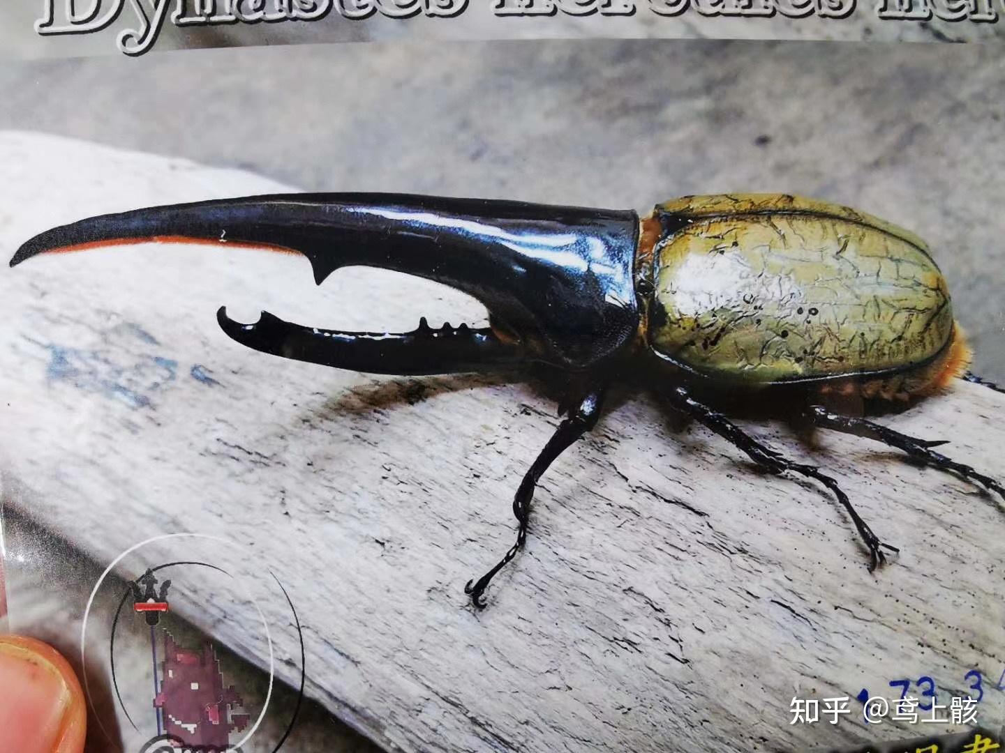苏州海关截获8只活体长戟大兜虫这类昆虫对生态环境有什么危害