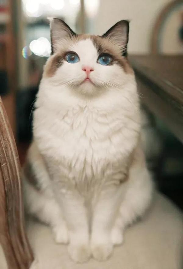 高颜值蓝眼布偶猫