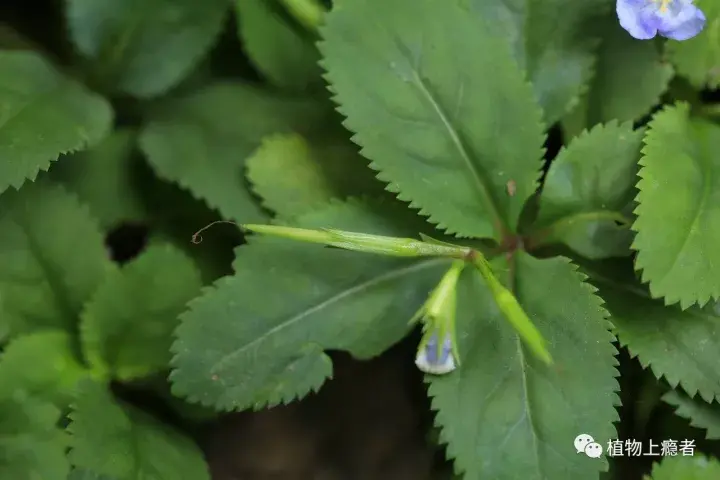 旱田草在讲故事当道的浮躁时代它简直就是一股清流