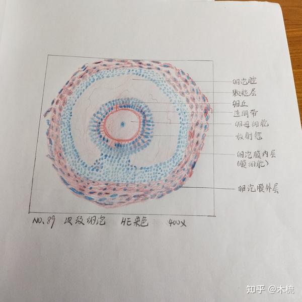 医学生组胚绘图记录