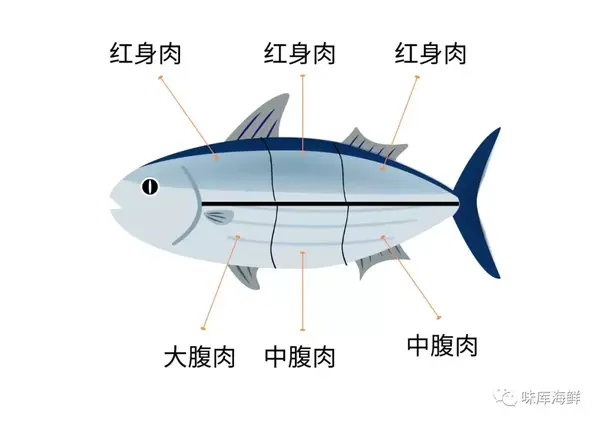 不过影响大家挑选的最重要的标准,还是金枪鱼肉的部位.