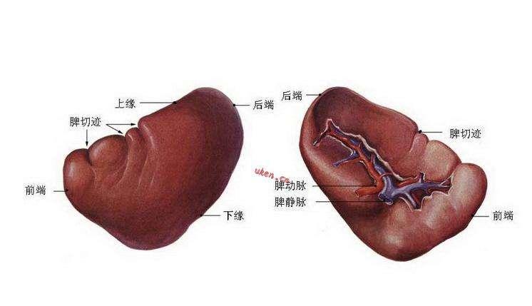 新型冠状病毒281b淋巴细胞脾小梁脾索