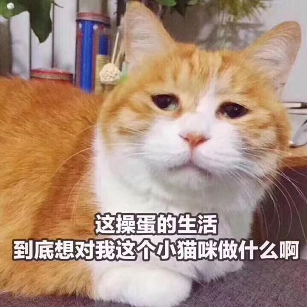 哦这caodan的生活呀终于对我这只小猫咪动手了