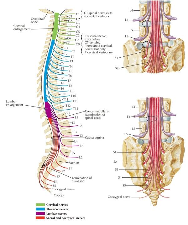 系统解剖学 | 神经系统 | 椎骨,脊神经,脊髓节段的关系