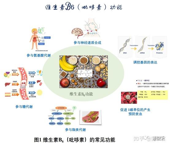 b族维生素系列(五):维生素b6(吡哆素)中-功能篇