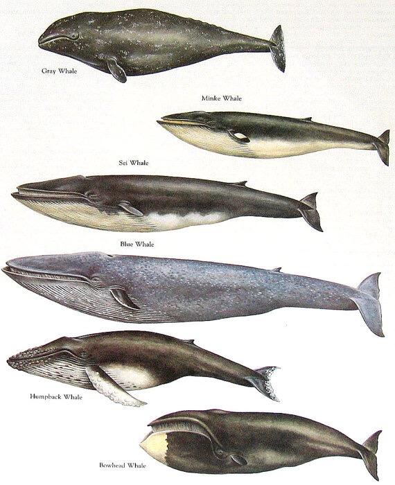 附: 以下贴一张几种鲸类对比图
