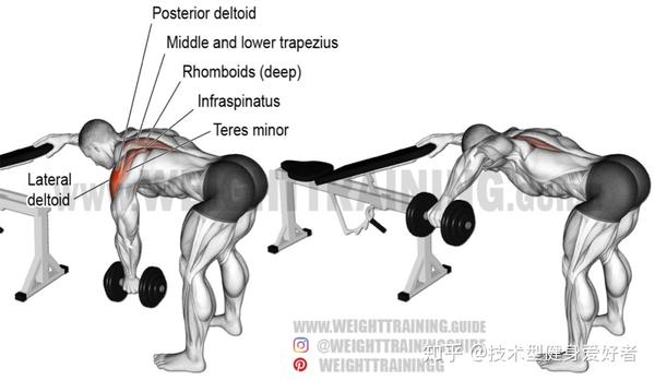 通常听到跪姿哑铃划船都是一个背部动作,当然三角肌后束和肱二头肌