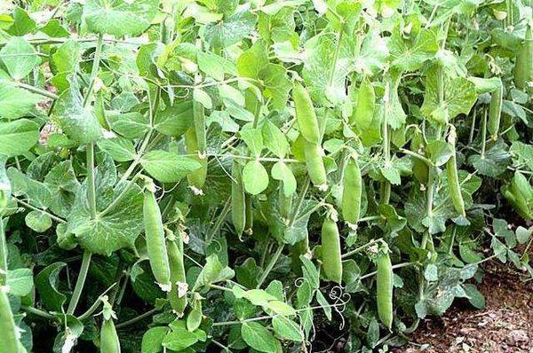 种植豌豆春季工作很关键,分享5点实用的管理措施,有利于促高产