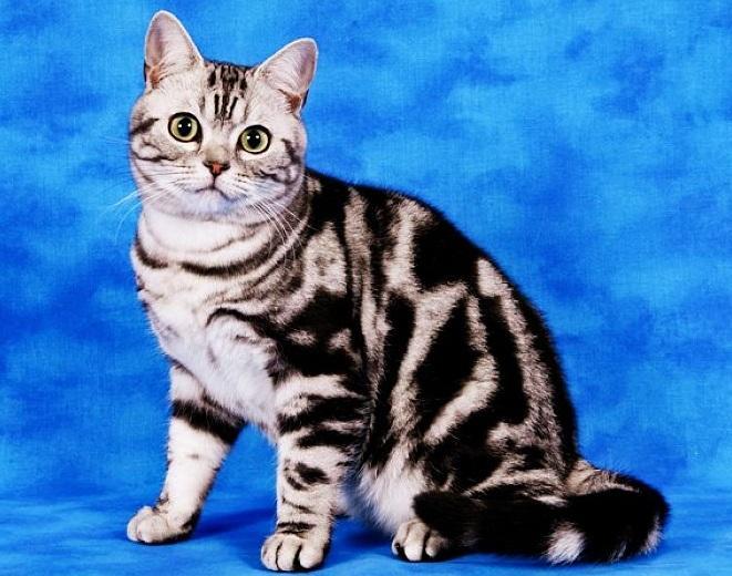 文章 美国短毛猫(拉丁学名:american shorthair),又称美洲短毛虎纹猫