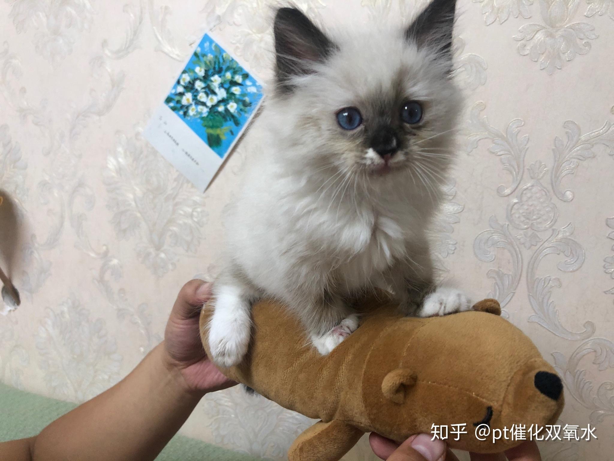 黑脸布偶猫的可爱真是溢于言表啊