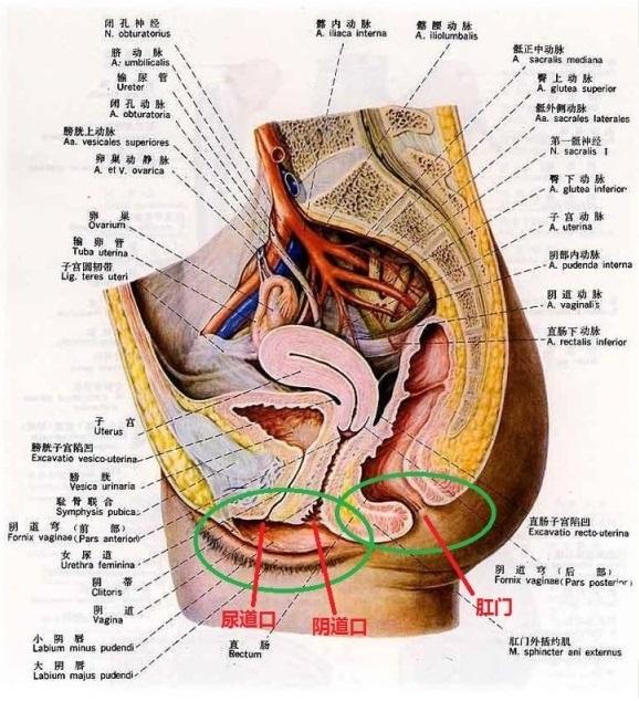 女性会阴部解剖图