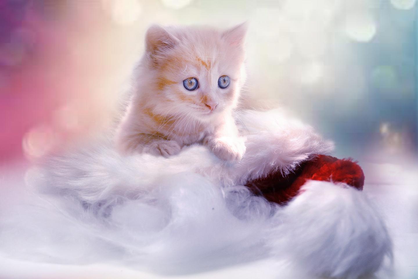 萌宠:分享一组可爱的猫咪壁纸,欢迎收藏!