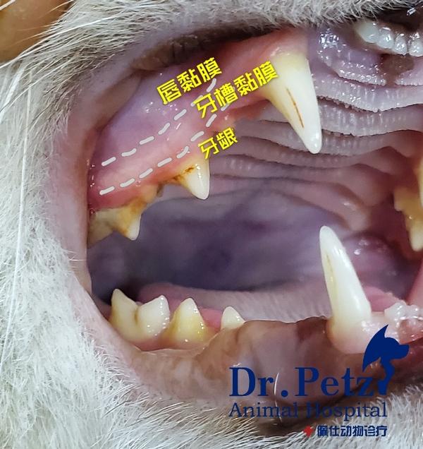 猫咪牙齿上部的组织按照虚线划分的位置,分为"牙龈","牙槽黏膜","唇