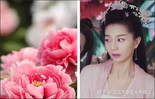 香蜜沉沉烬如霜之花界人物篇 仙人你是哪朵花?