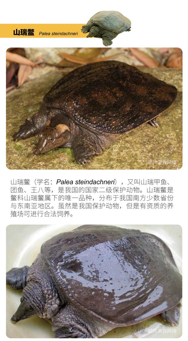 物种小谈┃山瑞鳖