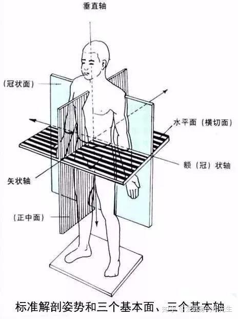 人体的三个基本轴 冠状轴:垂直矢状面的线 矢状轴:垂直冠