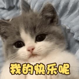 猫咪难过的几种表现!