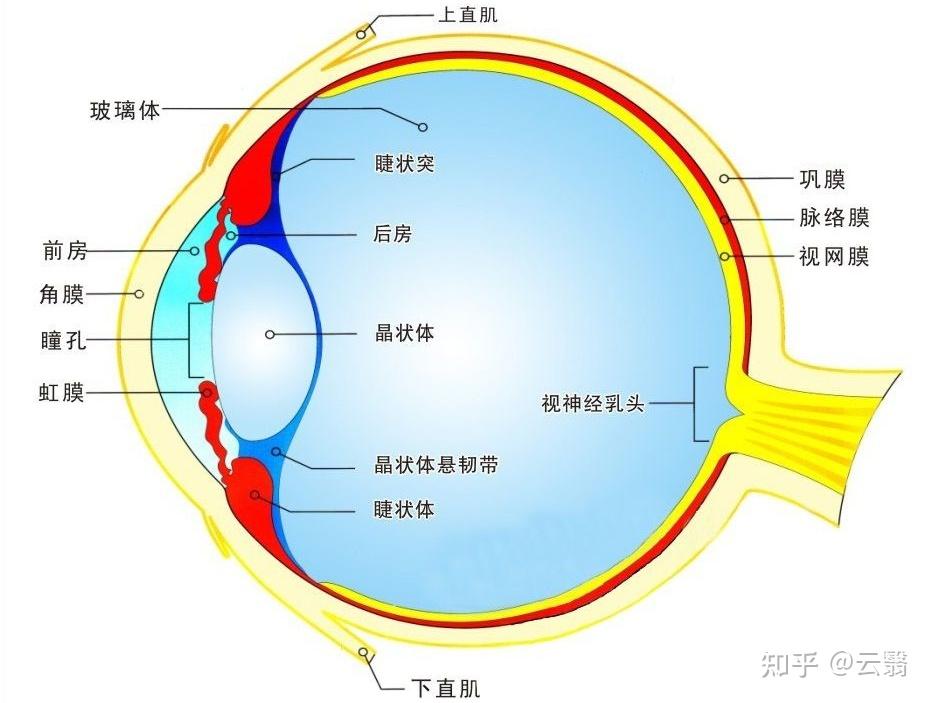 眼屈光系统成像从总体上来说是凸透镜成像,外界光线经过眼屈光介质