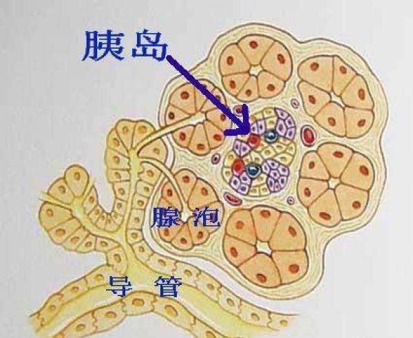 屠呦呦和青蒿素的贡献比青霉素胰岛素大吗