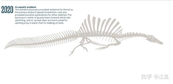 图注:新棘龙的骨骼线图,图片来自网络