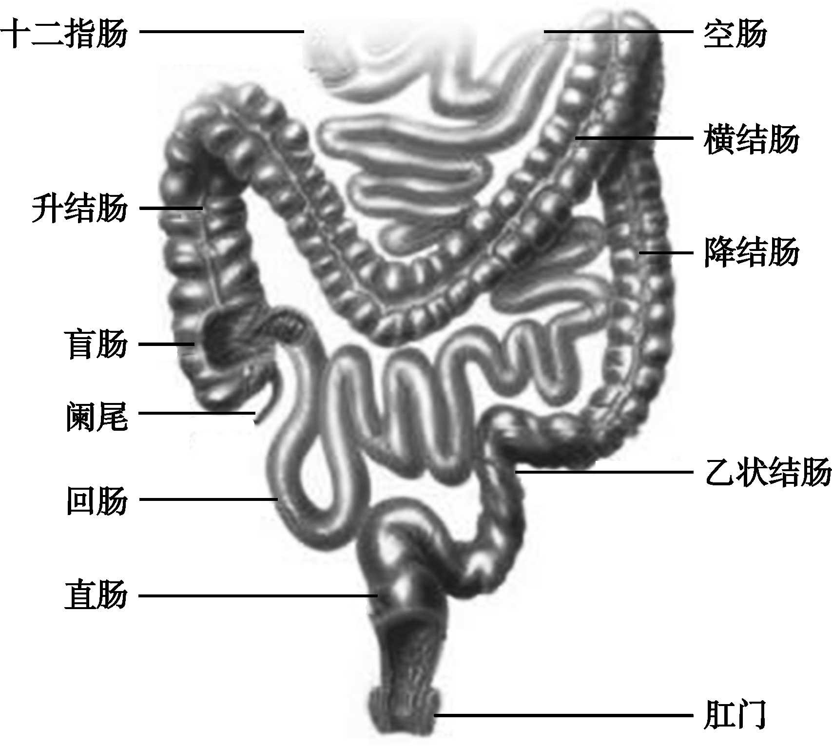 第二节 肠道结构及微生物群特征 人体微生物组 知乎书店