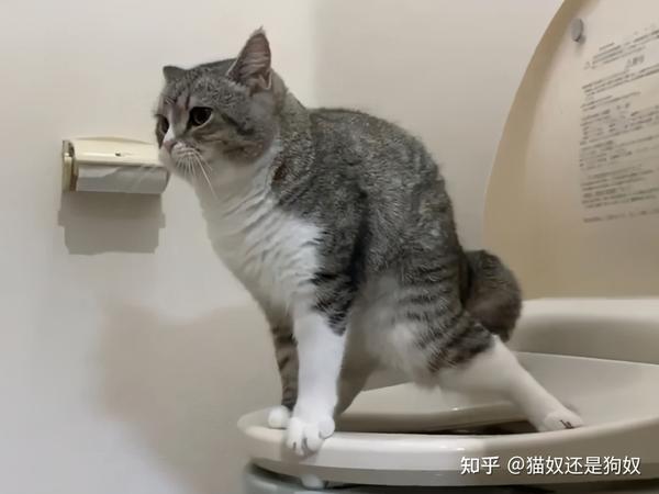 一只猫真正"聪明",就会有这几个表现