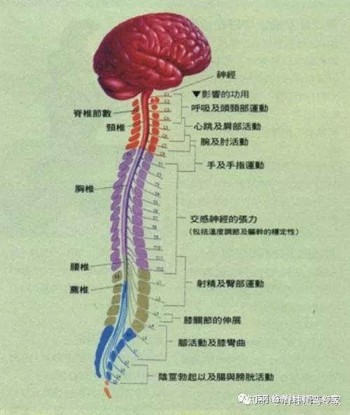 图一,脊柱与脊髓