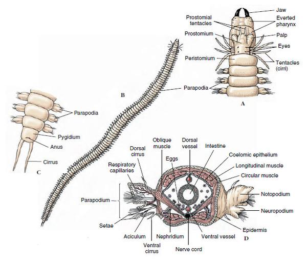 蚯蚓 其消化道位于体腔中央,纵贯全身,穿过隔膜,分化为口,口腔,咽
