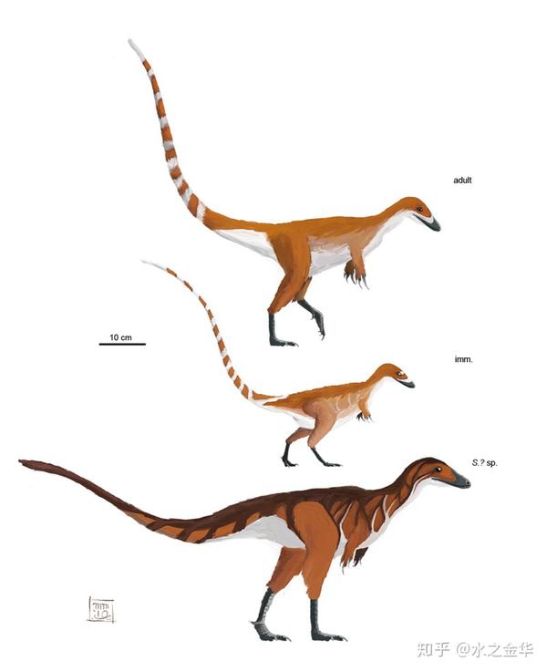 体型不算特别大,尾巴占了体长的一半,算是一种恐龙过渡到鸟类的物种