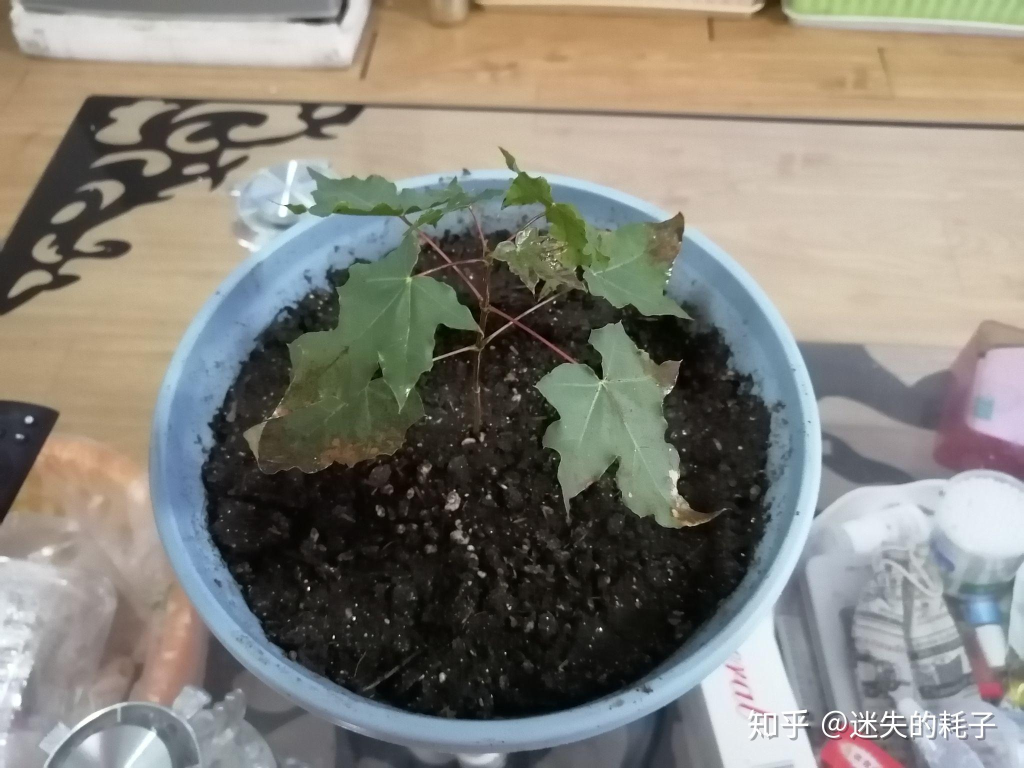 盆栽枫树种子发芽两个月后叶子枯了请高手指点一下