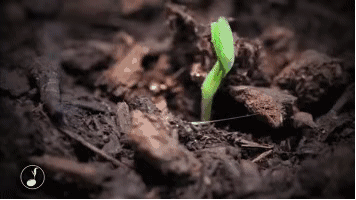 当理想遇到现实,就在现实的土壤上种出理想的花朵.