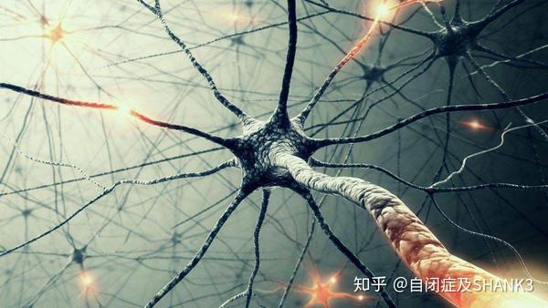神经元,即神经细胞,它长得像一棵树,是神经系统最基本的结构和功能