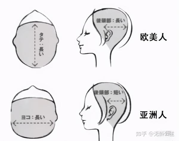 脑袋的圆径差不太多,但因为形态上差异极大,就形成了立体和扁平的差别