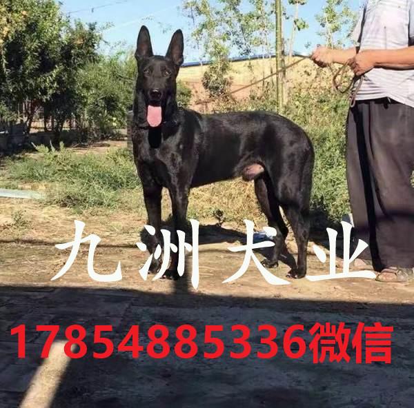 中华黑狼犬价格纯种黑狼犬多少钱一只