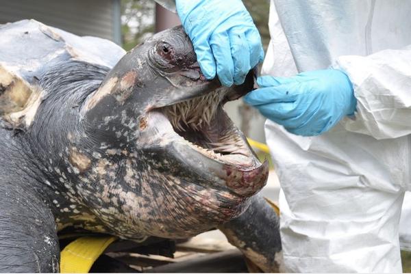 生物学棱皮龟的嘴中地狱leatherbackturtle