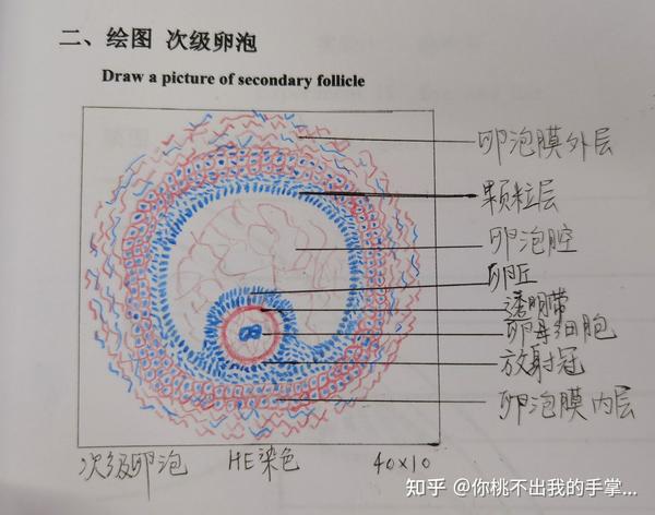 组胚实验红蓝铅笔绘图 合辑