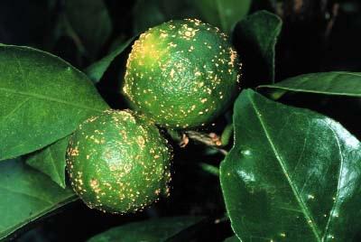 柑橘溃疡病防治生物农药靓果安复配